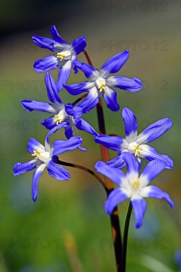 Alpine squill