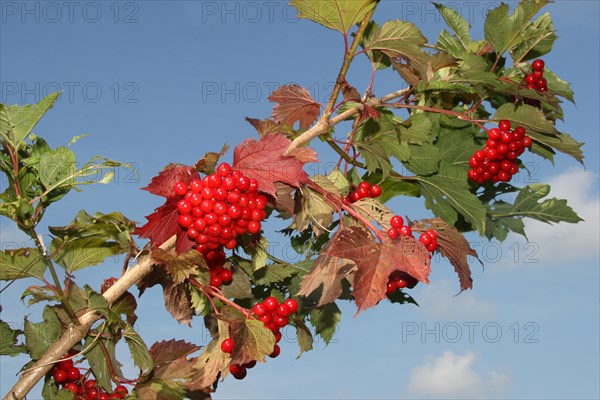 Guelder rose