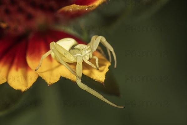 Goldenrod crab spider