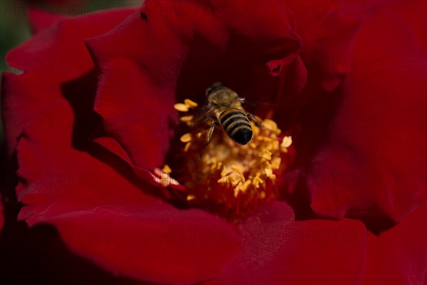 Bee is feeding on a beautiful colorful Flower pollen