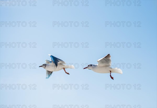 Pair of seagulls are flying in sky over the sea waters