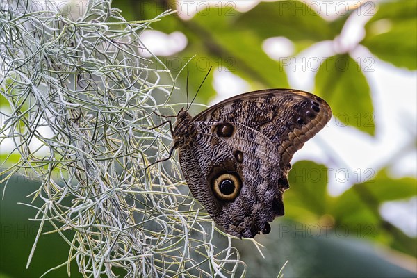 Owl butterfly