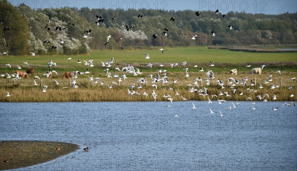 Young black-headed gulls