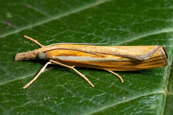 Striped grass borer butterfly with closed wings sitting on green leaf looking left