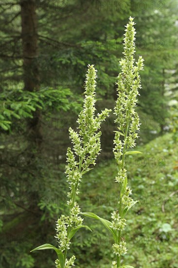 White false helleborne