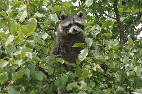 Raccoon