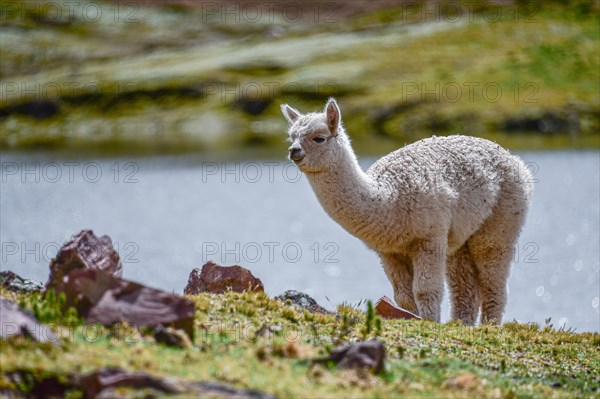 Young alpaca