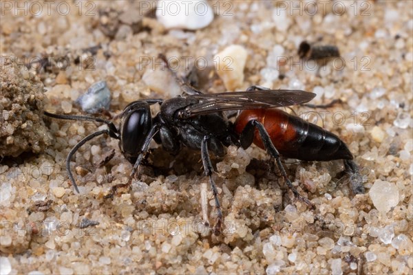 Cockroach hunting grasshopper wasp sitting on sand left looking