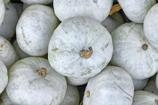 Top view of white Japanese Hokkaido Kabocha squashes