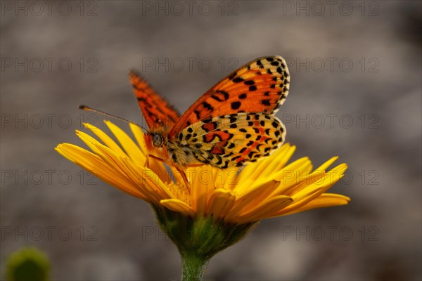 Red fritillary butterfly butterfly with open wings sitting on yellow flower seen on left side