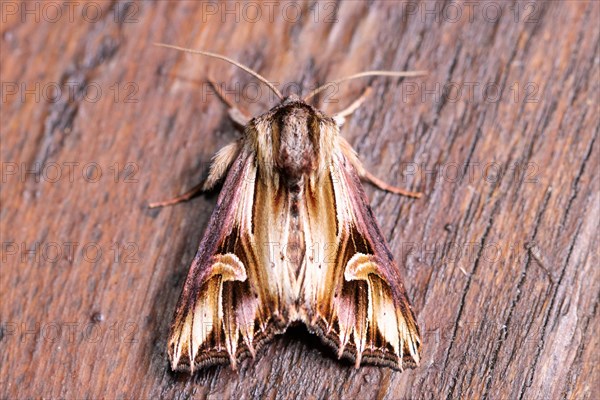 Purple cloud with closed wings sitting on tree trunk from behind