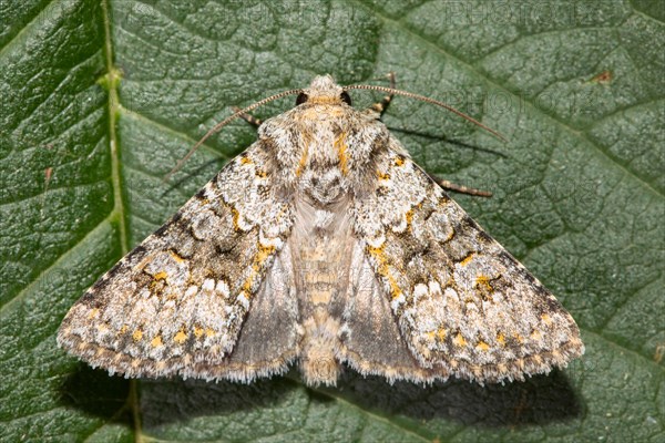 Blue-grey stone owl butterfly with open wings sitting on green leaf from behind