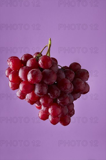 Red grape branch on violet background