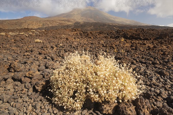 Teide broom