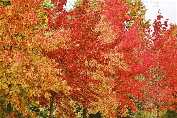 Magnificent amber trees