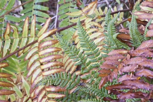 Royal fern