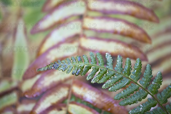 Royal fern