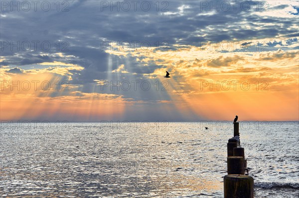 Groynes in the morning light