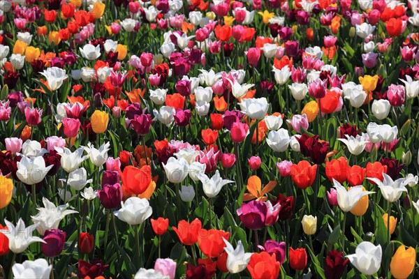 Many colourful tulips in one area