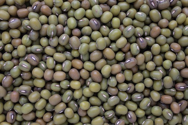 Mung bean