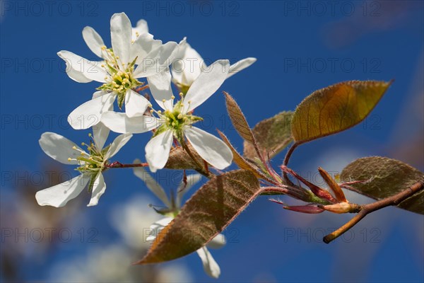 Common rock pear branch with a few open white flowers against a blue sky