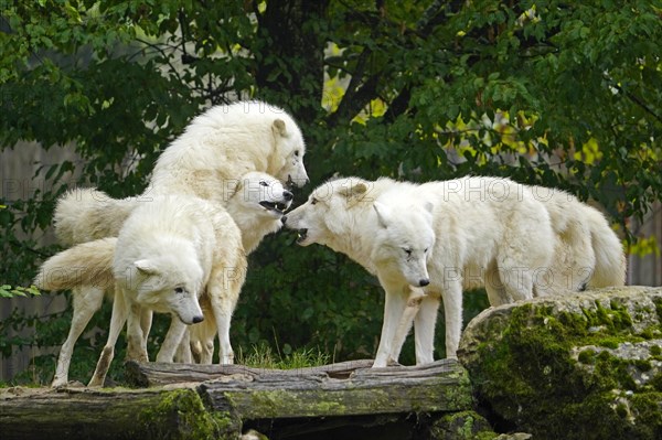 Arctic wolf