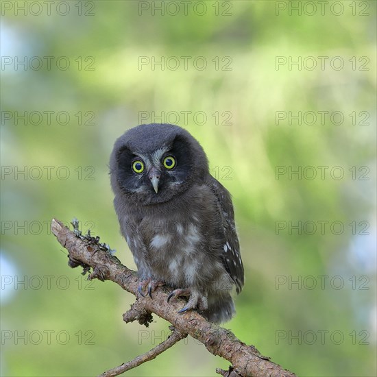 Tengmalm's Owl