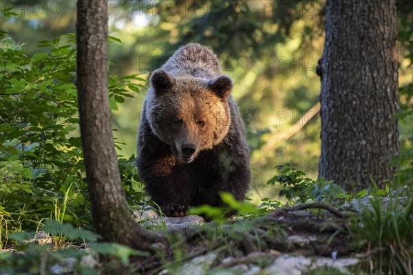 European brown bear