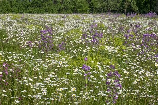 Flower meadow with mainly daisies