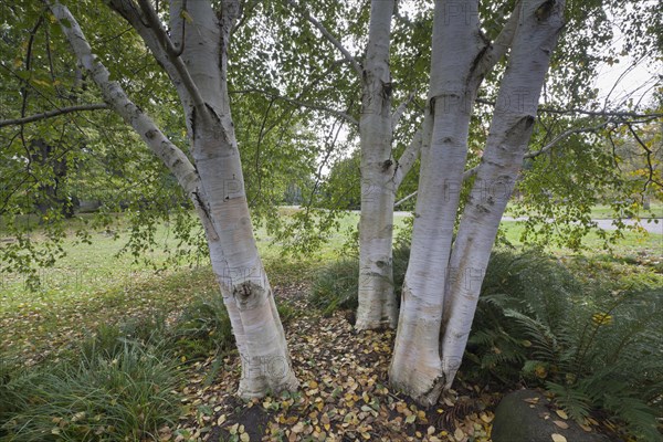 Himalayan birch