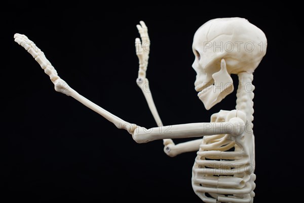 Human skeleton model for medical anatomy science Medical clinic concept