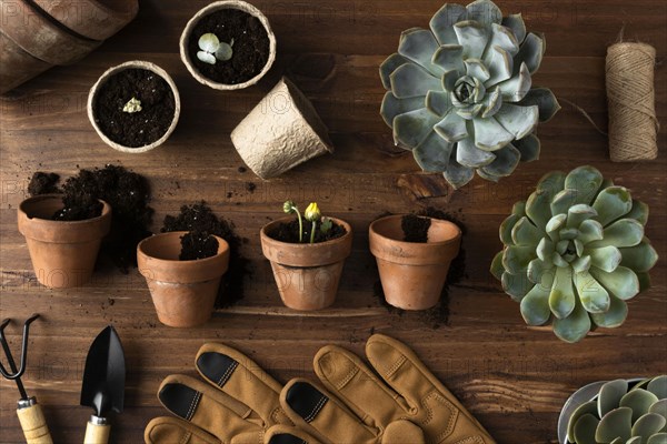 Top view flowers pots. Resolution and high quality beautiful photo