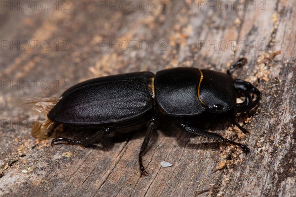 Lesser Stag Beetle seated on tree trunk looking right