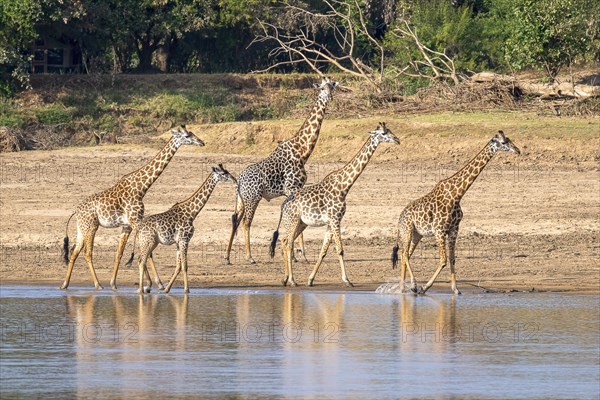 Rhodesian giraffe