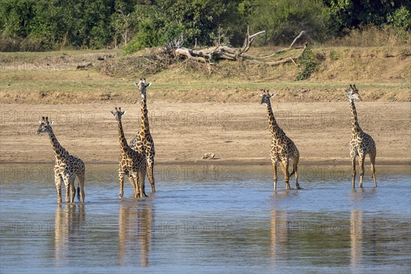 Rhodesian giraffe