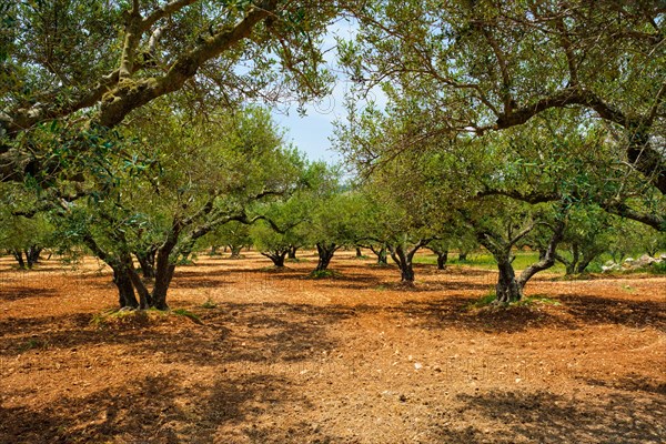 Olive trees