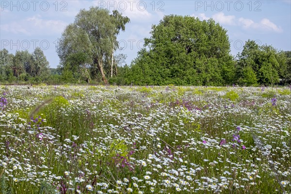 Flower meadow with mainly daisies