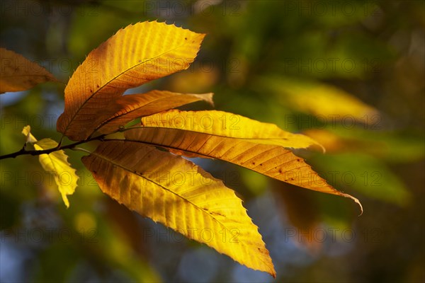 Leaf of a sweet chestnut