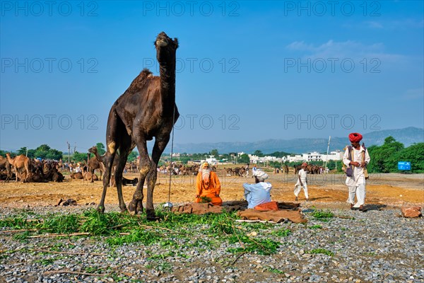 Pushkar