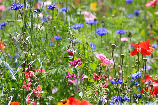 Colourful flower meadow with poppies and other wildflowers in the wild