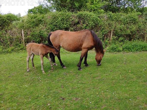 New Forest Pony with foal