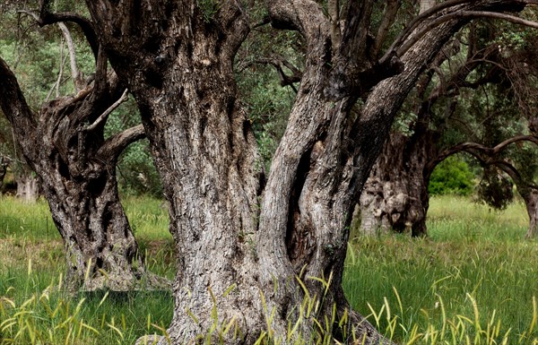 Old olive trees