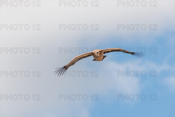 Griffon vultures