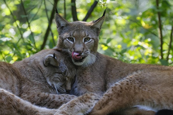 Eurasian lynxes