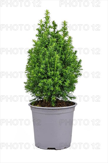 Small potted 'Chamaecyparis Thyoides' White Cedar plant on white background