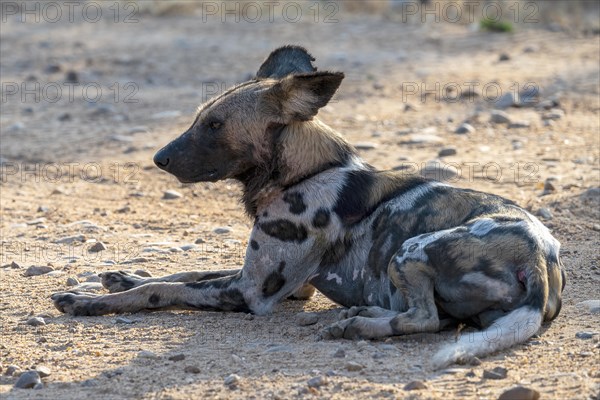 African wild dog