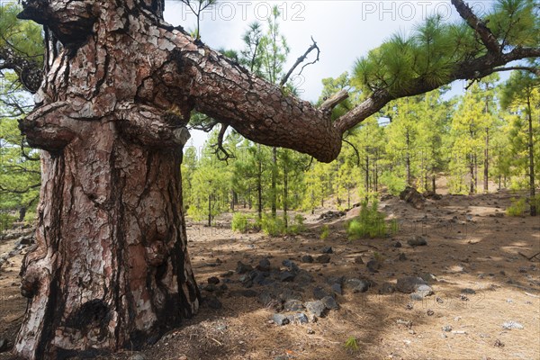 Canary Island Pine