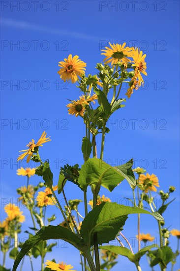 Cup plant