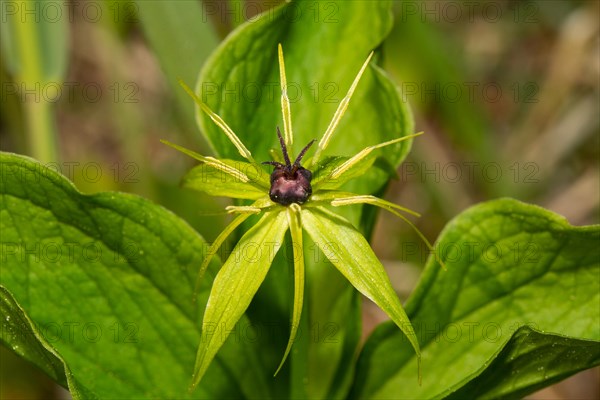 Four-leaved dewberry Inflorescence with green leaves and black ovary