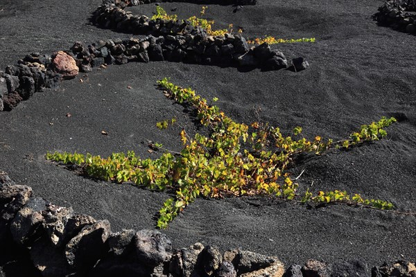 Winegrowing in the La Geria region